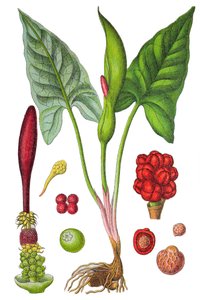 Botanikai tábla: arum pettyes (Wild arum vagy Arum maculatum), gyógynövény, történelmi kromolitográfia. alkotó: Unbekannter Künstler