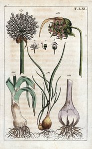 Botanika: póréhagyma, fokhagyma, echalote - Póréhagyma, Allium pollum 179, fokhagymavirág, Allium sativum 181, fokhagymagumó 182, és mogyoróhagyma, Allium cepa var. aggregatum, ascalonicum. alkotó: Unbekannter Künstler