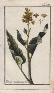 Botanika: rebarbara levelek - Rebarbara levelek, Rheum rhabarbarum. Kézzel színezett rézmetszet B. Thanner rajzáról Johannes Zorn "Icons plantarum medicinalium" című művéből, Németország. alkotó: Unbekannter Künstler