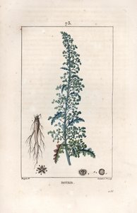 Botris (Chenopodium botrys) - Lambert fils metszete, Pierre Jean Francois Turpin (1775-1840) rajza után, a La flore medicale, by Chaumeton, Poiret et Chamberet, Paris 1830-ból - Jeruzsálemi tölgyfaguba, Dysphania botrys - Lambert Ju metszete alkotó: Unbekannter Künstler