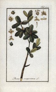 Páfrányfenyő vagy még zöld páfrányfenyő (Buxus sempervirens). Litográfia Johannes Zorn (1739-1799) "Afbeelding der Artseny-Gewassen" című művéből, Hollandia. alkotó: Unbekannter Künstler