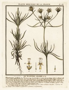 Elágazó útifű, Plantago indica. alkotó: Unbekannter Künstler