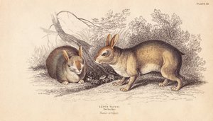 Brazil nyúl, Sylvilagus brasiliensis (Lepus tapeti). A Berlini Múzeumban található példányok alapján. Lizars kézzel színezett acélmetszete Charles Hamilton Smith illusztrációja után, William Jardine
