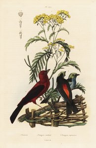 Brazil Tanager, Rumpocelus Brasilix és Paradise Tanager, Tanger Chilensis alkotó: Unbekannt