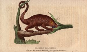 Bresiliai eposzi sertés (Coendou prehensilis), a trópusi törzsek félig arborális amerikai eposzi sertése, amelynek farkának előrehajthatósága lehetővé teszi számára a fára mászást. Thomas Pennant (1726-1798) rajza. Lithographia in The Naturalist Pocket Mag alkotó: Unbekannter Künstler