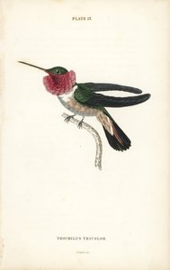 Szélesfarkú kolibri, Selasphorus platycercus (háromszínű kolibri, Trochilus tricolor). William Lizars kézzel színezett acélmetszete Sir William Jardine Naturalist