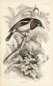 Barna torkú csóka, Platysteira cyanea (Show tody, Platystera lobata). William Lizars kézzel színezett acélmetszete William Swainson illusztrációja után Sir William Jardine Naturalist