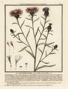 Barna búzafű, Centaurea jacea. alkotó: Unbekannter Künstler