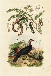 Brushturkey and tamarind., 1834-1839 (metszet) alkotó: Unbekannter Künstler