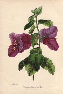 Buginvillaea spectabilis (La bougainvillee vagy bougainvillee). Kézzel színezett litográfia, melyet Samuel Holden rajzolt Sir Joseph Paxton számára a "Magazine of Botany"-ban, London, W.S. Orr. alkotó: Unbekannter Künstler