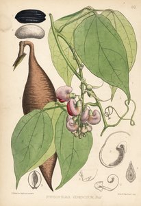 Calabar bab vagy ordeálbab. Physostigma venenosum. Hanhart kézi színezésű litográfiája David Blair botanikai illusztrációja után, Robert Bentley és Henry Trimen: Medicinal Plants, London. alkotó: Unbekannter Künstler