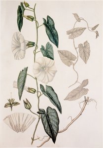 Calystegia sepium/Convolvulus sepium/Sövényágynemű alkotó: Unbekannt