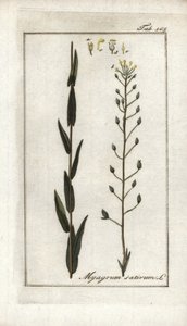 Cameline vagy lenbazárd vagy szezámmag Németországból (Camelina sativa). Litográfia Johannes Zorn (1739-1799) "Afbeelding der Artseny-Gewassen" című művéből, Hollandia. alkotó: Unbekannter Künstler