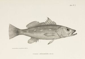 Camotillo, Csendes-óceán, c 1832-1836 alkotó: Unbekannter Künstler