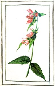 Campanula közös alkotó: Unbekannter Künstler
