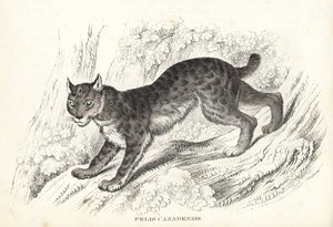 Kanadai hiúz, Lynx canadensis (Felis canadensis). Kézzel színezett litográfia Georg Friedrich Treitschke természetrajzi galériájából, Naturhistorischer Bildersaal des Thierreiches, Liepzig-1842. alkotó: Unbekannter Künstler