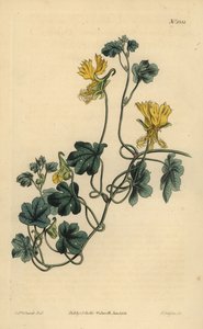Kanári kúszónövény, indiai zsázsa vagy csillós trófea, Tropaeolum peregrinum alkotó: Unbekannt