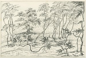 Cannock Chase: toll- és ceruzarajz, nd [?19. század] alkotó: Unbekannt