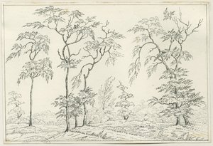 Cannock Chase: toll- és ceruzarajz, nd [?19. század] alkotó: Unbekannt