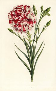 Szegfű hibrid, Louis Napoleon, Dianthus caryophyllus. Kézzel színezett litográfia Louis van Houtte és Charles Lemaire: Flowers of the Gardens and Hothouses of Europe, Flore des Serres et des Jardins de l