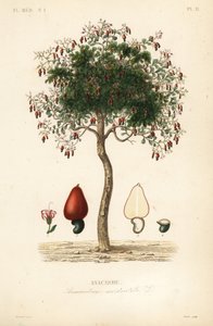 Kesudiófa vagy kesudiófa, Anacardium occidentale, Anacarde alkotó: Unbekannt