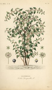 Macska zöldbriar vagy catbriar, Smilax glauca, Smilax sarsaparilla, Salsepareille, Debray kézzel színezett acélmetszet Edouard Maubert botanikai illusztrációja alapján, Pierre Oscar Reveil, A alkotó: Unbekannt
