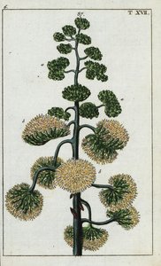 Századi növény, Agave americana. alkotó: Unbekannter Künstler