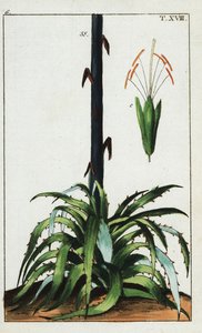 Századi növény, Agave americana. alkotó: Unbekannter Künstler
