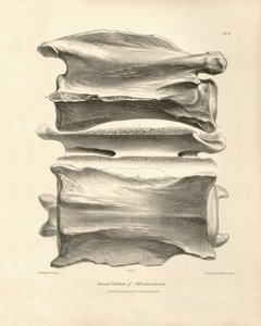 A Macrauchenia nyakcsigolyája, egy őskori állaté, amelyet Charles Darwin talált a Beagle fedélzetén tett felfedezőútja során. A H.M.S. Beagle Fitzroy kapitány parancsnoksága alatt 1832 és 1836 között tett útjának zoológiája szerkesztve és szuper alkotó: Unbekannter Künstler