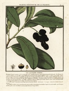 Cseresznye babér, Prunus laurocerasus. alkotó: Unbekannter Künstler