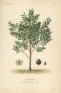 Cseresznye babér vagy angol babérfa, Prunus laurocerasus, Cerasus laurocerasus, Laurier-cerise alkotó: Unbekannt