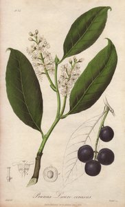 Cherry laurel vagy laurel mandula vagy laurel pame vagy trebizonde laurel (Prunus Lauro-cerasus) - William Clarke dűlője John Stephenson és James Morss "Medical Botanical, Description of the Medicinal Plants of London, Edinburgh and Dublin" című munkájának alkotó: Unbekannter Künstler