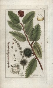 Gesztenye (Castanea sativa). Litográfia Johannes Zorn (1739-1799) "Afbeelding der Artseny-Gewassen" című művéből, Hollandia. alkotó: Unbekannter Künstler