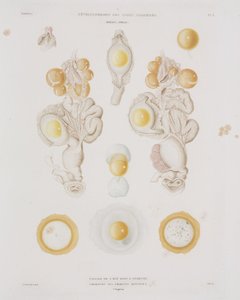 Csirke tojás a petevezetékben, c 1847-1859 alkotó: Unbekannt