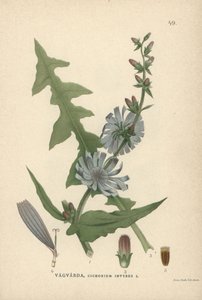 Cikória, Cichorium intybus alkotó: Unbekannter Künstler