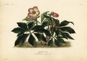 Karácsonyi rózsa vagy fekete hunyor, Helleborus niger, Hellebore noir alkotó: Unbekannt