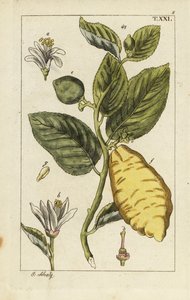 Citron, amely gyümölcsöt, leveleket és virágokat mutat, Citrus medica. alkotó: Unbekannter Künstler