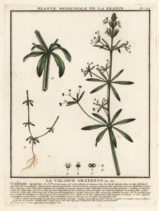 Cleavers, Gallium aparine. alkotó: Unbekannter Künstler