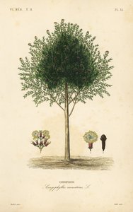 Szegfűszeg, Syzygium aromaticum, Caryophyllus aromaticus, Giroflier alkotó: Unbekannt