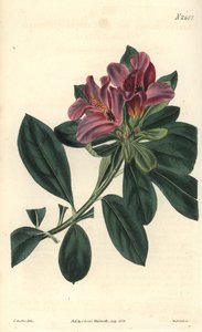 Indiai azálee lila virágfürtje. Illusztráció: C. Curtis, metszet: Weddell. Eau forte a The Curtis Botanical Magazine-ban, írta Samuel Curtis. alkotó: Unbekannter Künstler