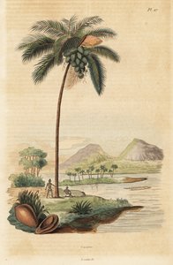 Kókuszfa, Cocos nucifera alkotó: Unbekannt