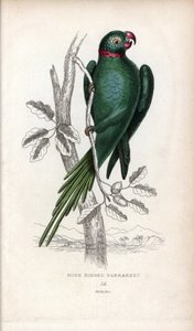 Galléros papagáj, Psittacula krameri. Psittacus torquatus. Joseph Kidd litográfiája John Audubon rajza alapján, a Miscellany of Natural History-ban: Papagájok, Sir Thomas DiK Lauder és Thomas Brown kapitány, megjelent Edinburghban, Skóciában, 1833-ban. alkotó: Unbekannter Künstler