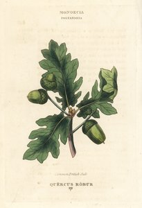Közönséges brit tölgy, Quercus robur. Kézi rézmetszet Richard Duppa illusztrációja után a The Clours and Orders of the Linnaean System of Botany, Longman, Hurst, London című művéből. alkotó: Unbekannter Künstler