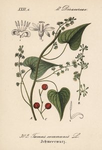 Közös vezető vagy fű a bántalmazott nőknek - Fekete bryony, Tamus communis. Kézzel színezett litográfia Diederich von Schlechtendal Német flóra (Flora von Deutschland) című művéből, Jena. alkotó: Unbekannter Künstler