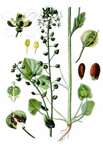 Közönséges skorbutfű, Cochlearia officinalis alkotó: Unbekannter Künstler