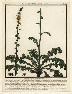 Közönséges mezőgazdaság, Agrimonia eupatoria. alkotó: Unbekannter Künstler