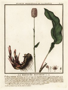 Közönséges bistorta, Persicaria bistorta. alkotó: Unbekannter Künstler