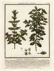 Közös doboz, Buxus sempervirens. alkotó: Unbekannter Künstler