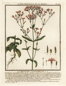Közönséges centaury. Centaurium erythraea. alkotó: Unbekannter Künstler