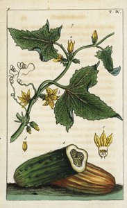 Közönséges uborka, Cucumis sativus alkotó: Unbekannter Künstler